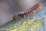 Red Borneo centipede -- borneo_3839