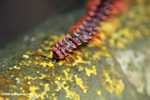 Red Borneo centipede -- borneo_3840