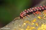 Red Borneo centipede -- borneo_3844