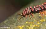 Red Borneo centipede -- borneo_3845