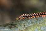 Red Borneo centipede -- borneo_3849