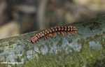 Red Borneo centipede -- borneo_3853