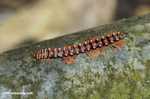 Red Borneo centipede -- borneo_3855