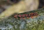 Red Borneo centipede -- borneo_3856