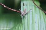 Brown-grey grasshopper -- borneo_3879