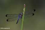 Blue dragonfly -- borneo_3892