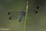 Blue dragonfly -- borneo_3893