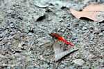 Bright red dragonfly -- borneo_3908