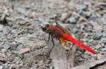 Bright red dragonfly -- borneo_3909