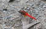 Bright red dragonfly -- borneo_3912