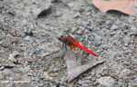 Bright red dragonfly -- borneo_3913