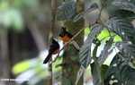 Bird with white head, black wings, and an orange chest -- borneo_3918