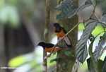 Bird with white head, black wings, and an orange chest -- borneo_3921