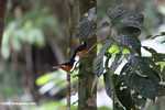 Bird with white head, black wings, and an orange chest -- borneo_3925