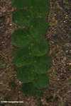 Leaves of a rainforest vine -- borneo_3941