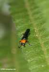 Orange and black beetle -- borneo_3953