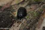 Black pill millipede -- borneo_3960