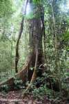Buttress roots of a canopy tree -- borneo_3975