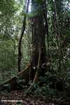 Berbanir akar pohon kanopi