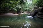 Rainforest creek in Borneo -- borneo_3981