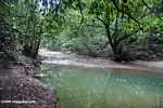 Rainforest creek in Borneo -- borneo_3983