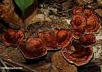 Rust-colored fungi -- borneo_3992a