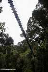 Danum Valley canopy walkway -- borneo_4006