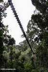 Danum Valley canopy walkway -- borneo_4009