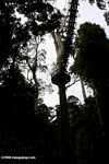 Danum Valley canopy walkway -- borneo_4010