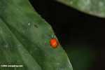 Orange beetle -- borneo_4018