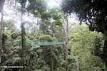 Danum Valley canopy walkway -- borneo_4021