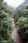 Rainforest creek -- borneo_4024