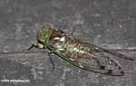Green and brown cicada -- borneo_4065