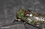 Green and brown cicada -- borneo_4066