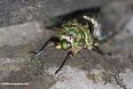 Green and brown cicada