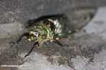 Green and brown cicada -- borneo_4072