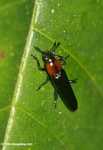 Orange and black beetle -- borneo_4075