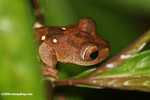 Brownish frog with green spots -- borneo_4082