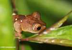 Brownish frog with green spots -- borneo_4083