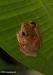 Brownish frog with green spots -- borneo_4086