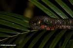 Reddish snake with dark brown bands -- borneo_4092