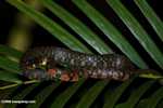 Reddish snake with dark brown bands -- borneo_4094