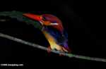 Black-backed Kingfisher (Ceyx erithacus) -- borneo_4099