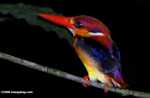 Black-backed Kingfisher (Ceyx erithacus) -- borneo_4101