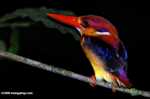 Black-backed Kingfisher (Ceyx erithacus) -- borneo_4102
