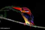 Black-backed Kingfisher (Ceyx erithacus) -- borneo_4104