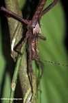 Giant stick insect in Borneo
