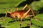 Grasshopper-seperti serangga dengan mata perak