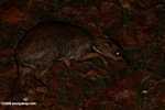 Lesser Mouse Deer (Tragulus javanicus) -- borneo_4144