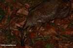 Lesser Mouse Deer (Tragulus javanicus) -- borneo_4150
